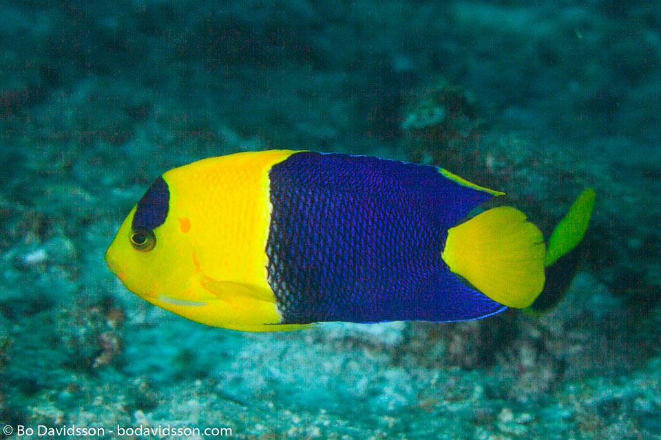 BD-141021-Bali-5848-Centropyge-bicolor-(Bloch.-1787)-[Bicolor-angelfish].jpg